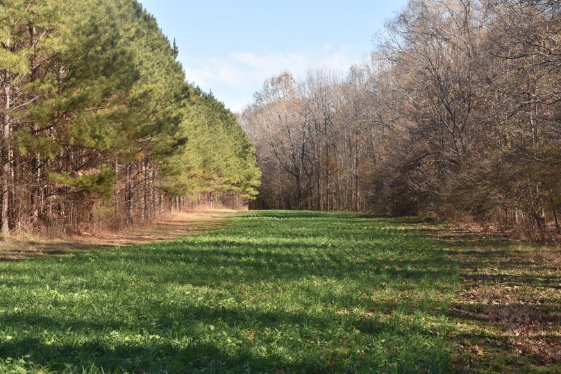 016 food plot 2