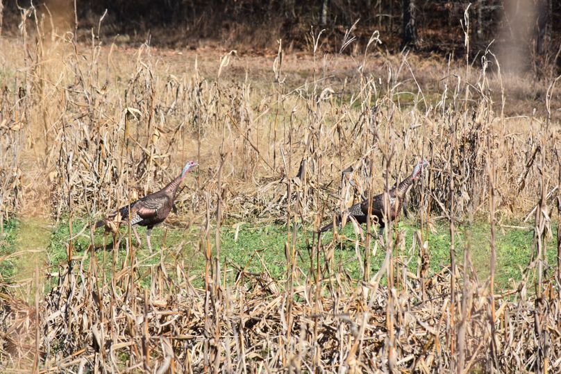 029 gobblers in corn