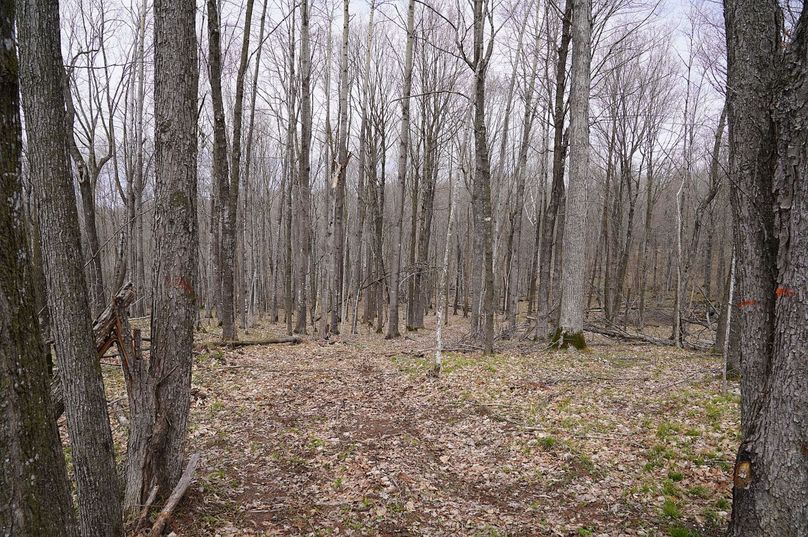 Barron80re-south-005