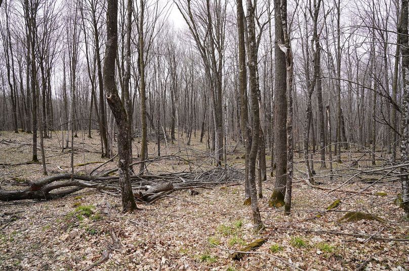 Barron80re-south-007