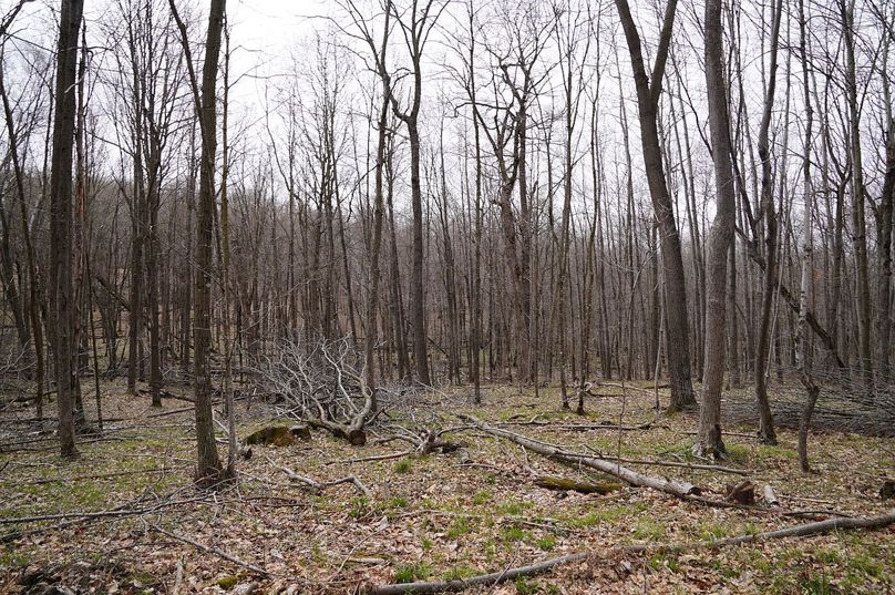 Barron80re-south-009