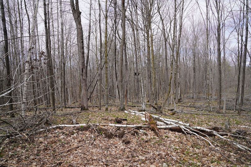 Barron80re-south-012