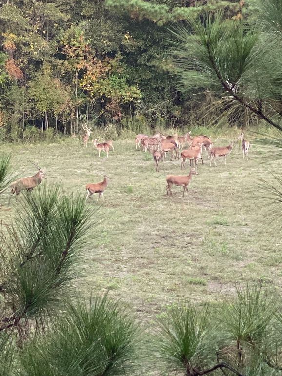 68851867016__6DC5A3DA-58F4-4E1B-AB36-A7186FEEC839 copy