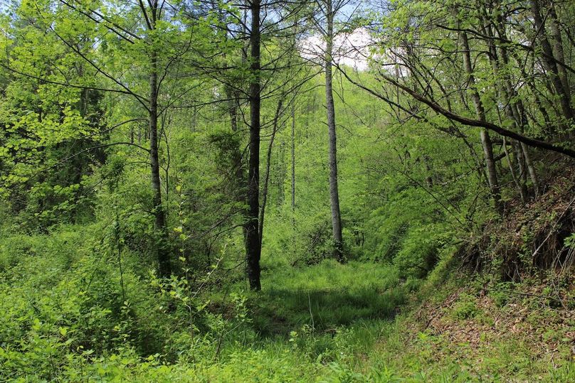 012 nice bottomland along the stream and creek