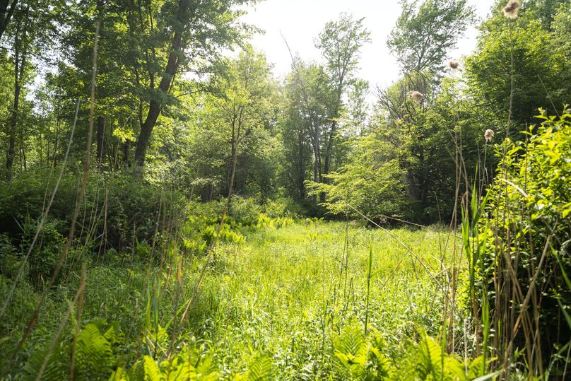 4 open areas could be great food plots