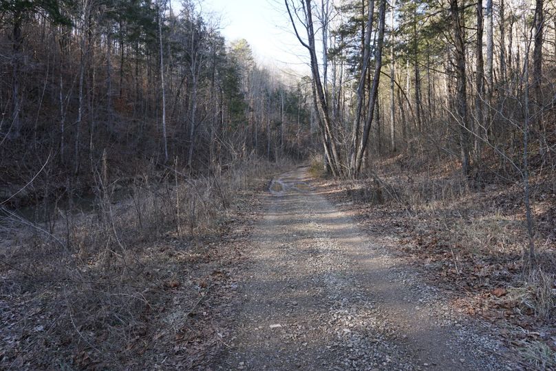 Lower woods road