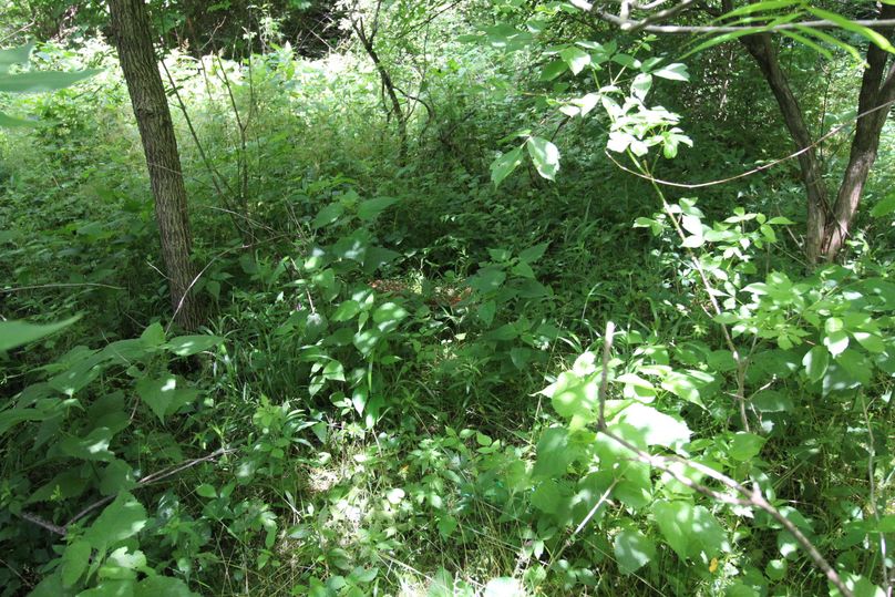 Can you spot the fawn