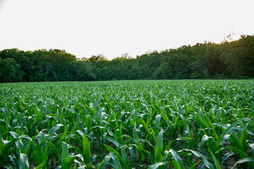 Pike il 83.55 pro photo-14