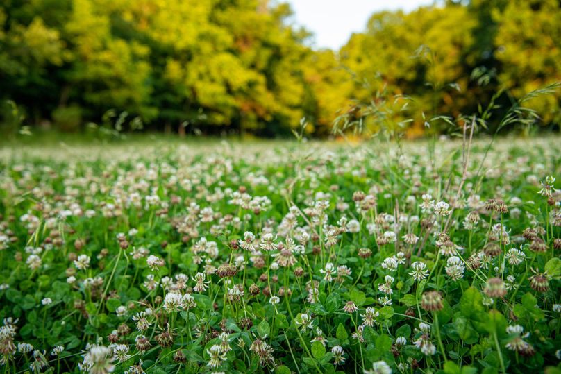 Pike il 83.55 pro photo-18