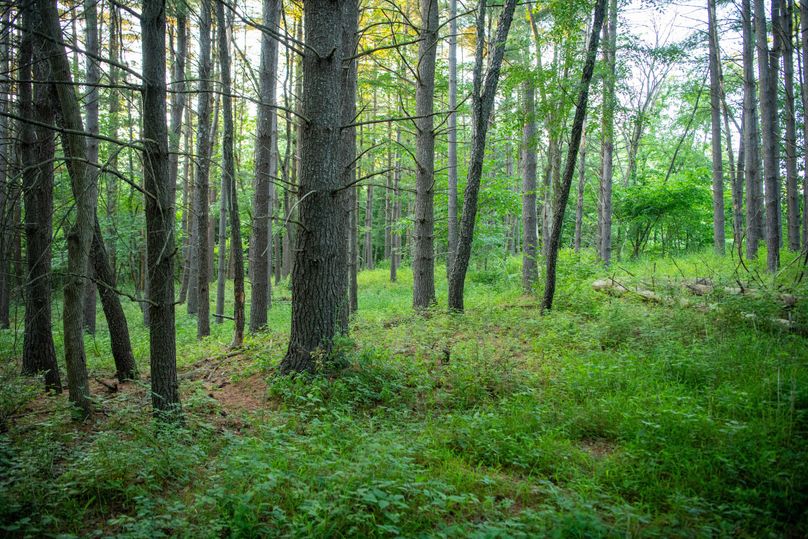 Pike il 83.55 pro photo-19