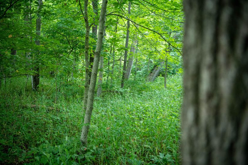 Pike il 83.55 pro photo-11