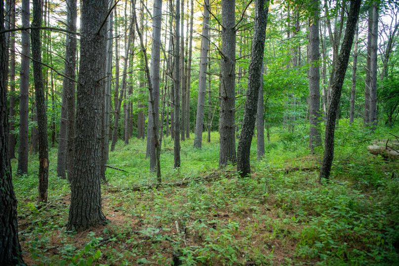 Pike il 83.55 pro photo-20