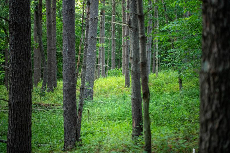 Pike il 83.55 pro photo-21