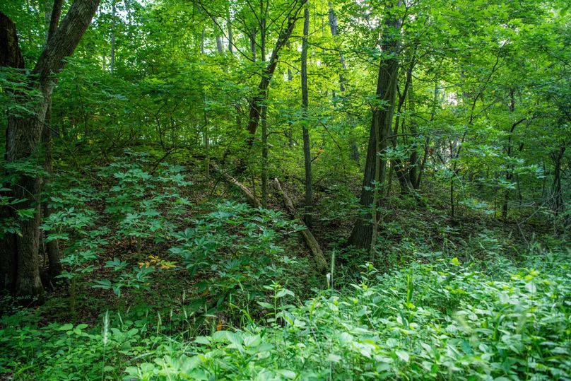 Pike il 83.55 pro photo-4