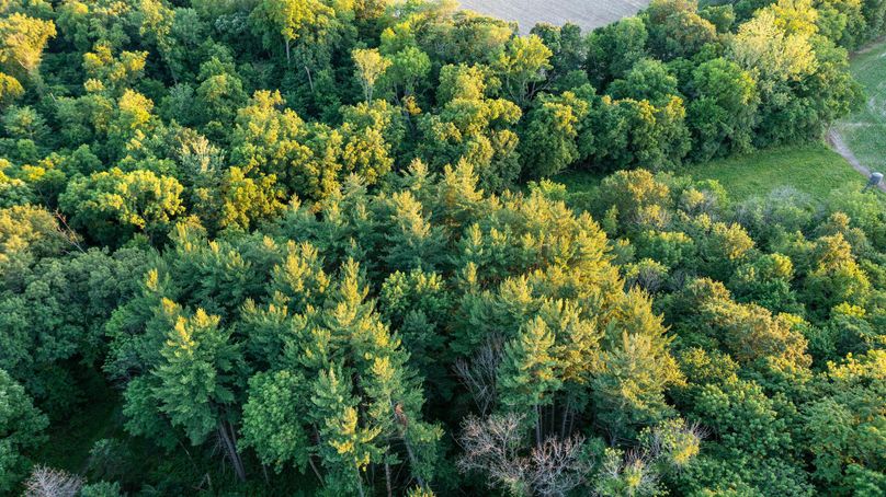 Pike il 83.55 pro photo-40