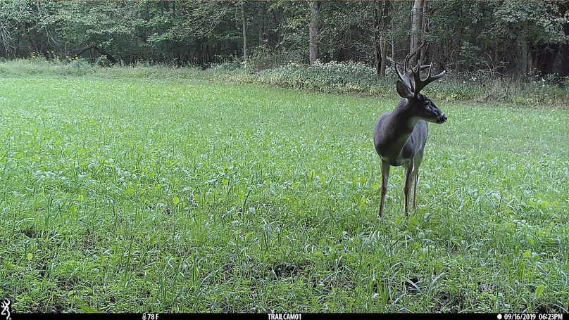 UGlrZTgzIDE5LjAwMDQz