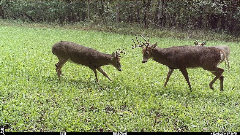 UGlrZTgzIDE5LjAwMDU1