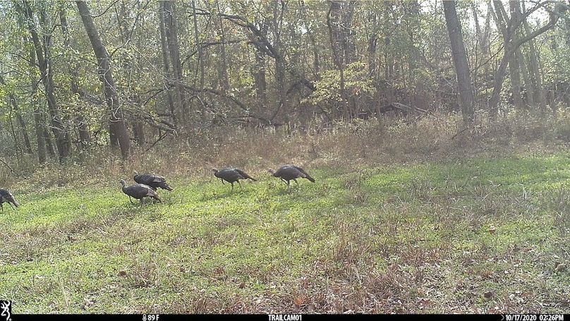 UGlrZTgzIDIwLjAwMTAw