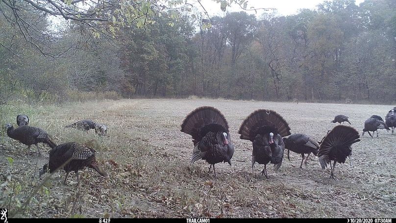 UGlrZTgzIDIwLjAwMTA2