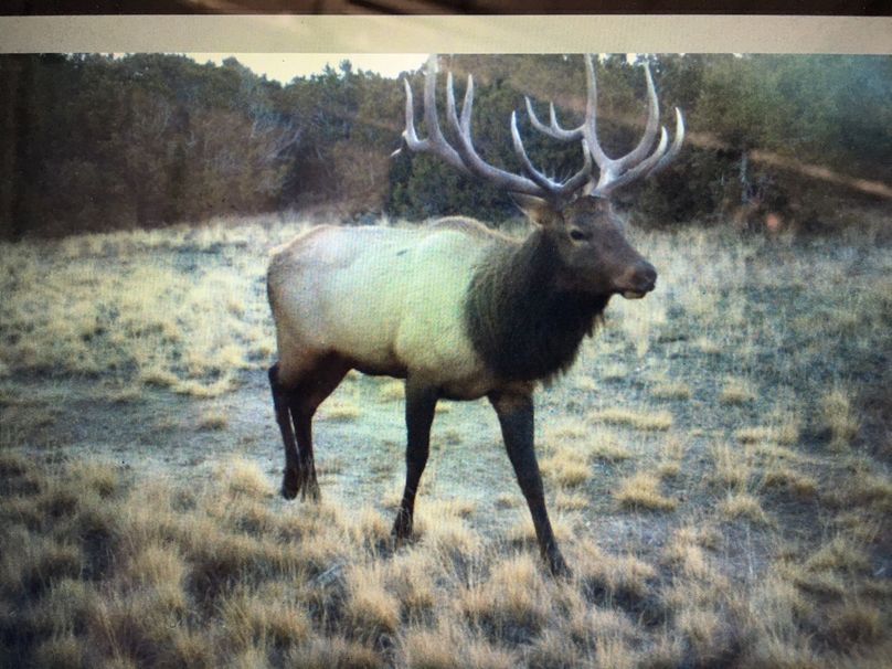 Bull