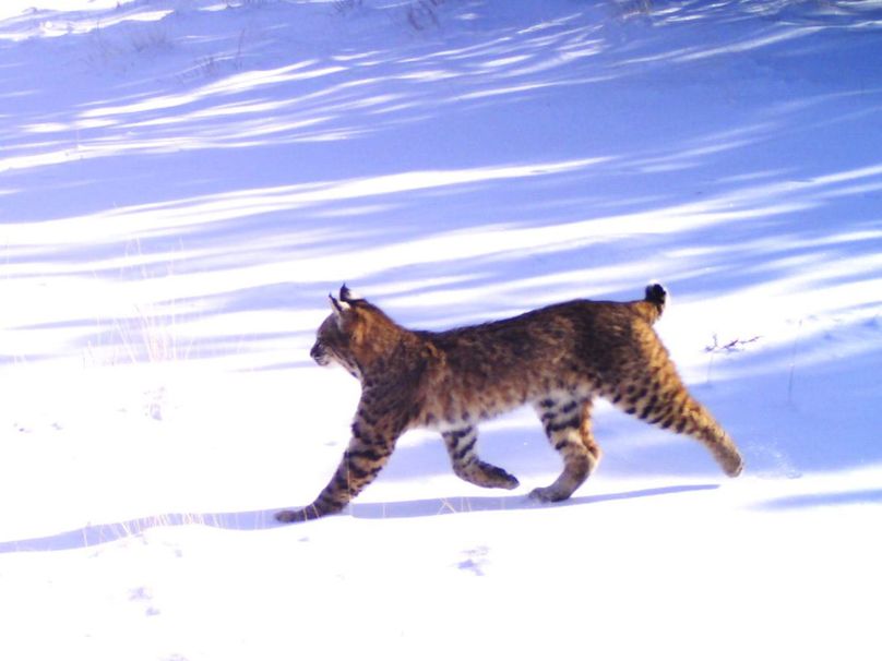 Bobcat