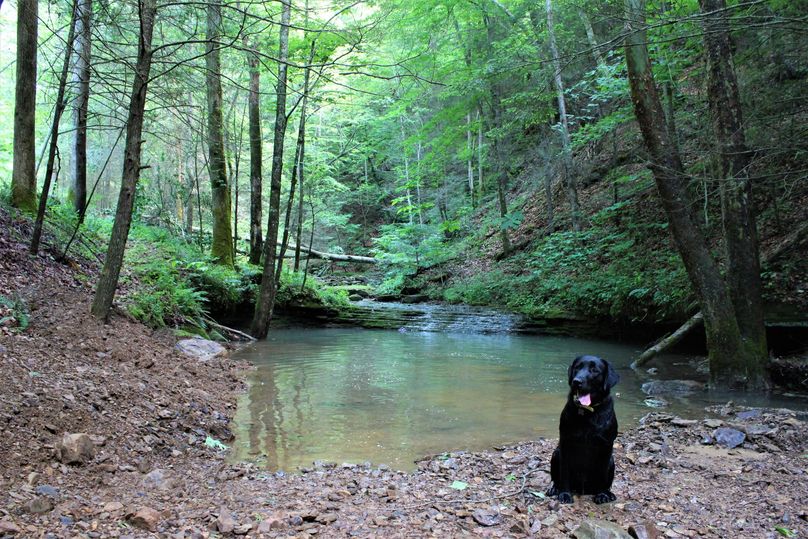 001 aspen impatiently holding for a quick photo at the  swimming hole  along the east northeast boundary
