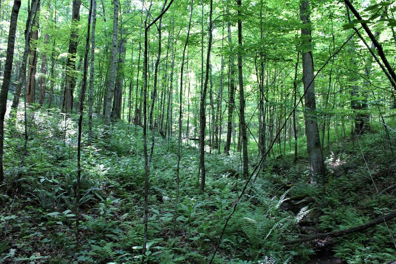 023 beautiful fern covered forest floor in the western portion of the property