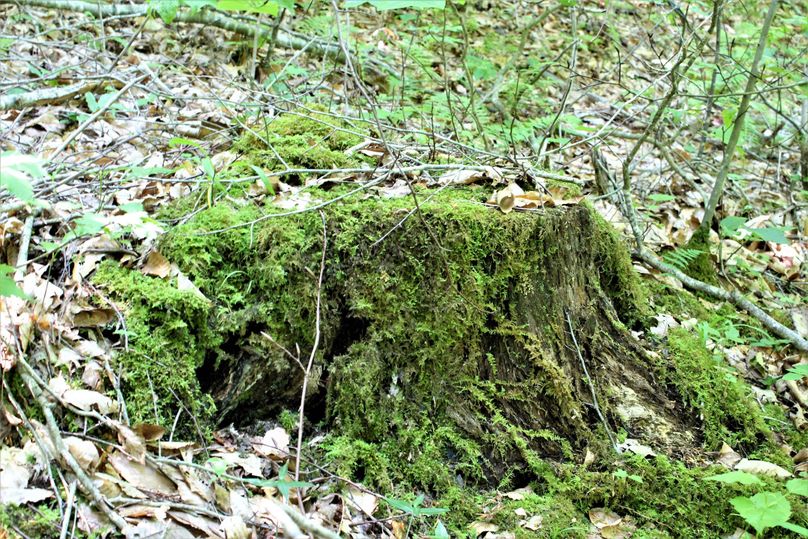 004 the old stump from previous logging activity on the property