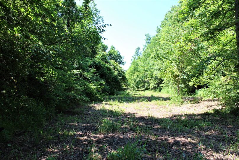 009 the long field area near the creek, perfect for food plots