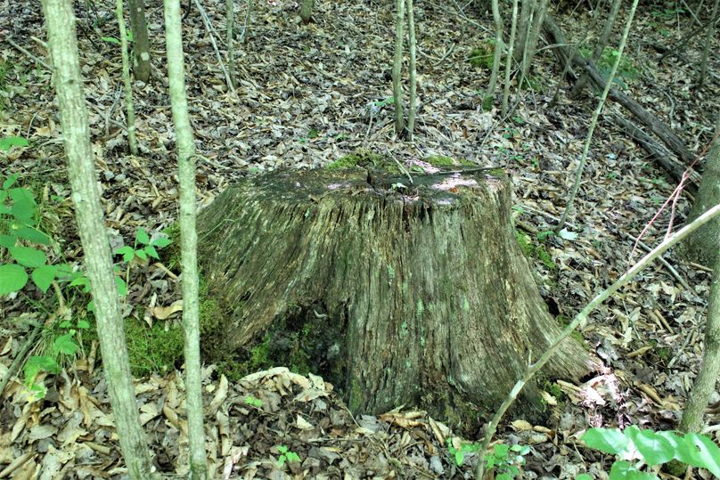 014 old deteriorating stump from the last time the property was timbered, estimated to be 20 years ago