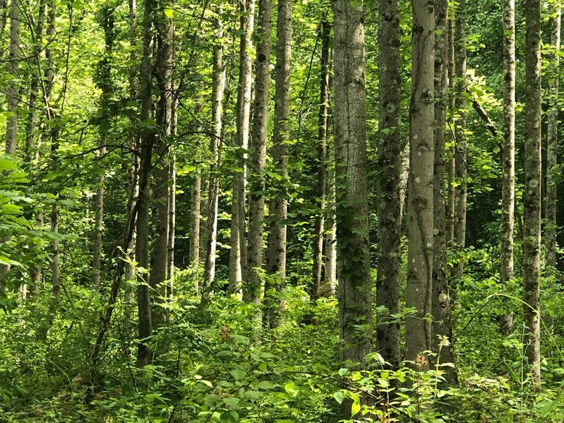 Ea7c633b-88f3-4880-826b-db7673b07ff2 1 105 c