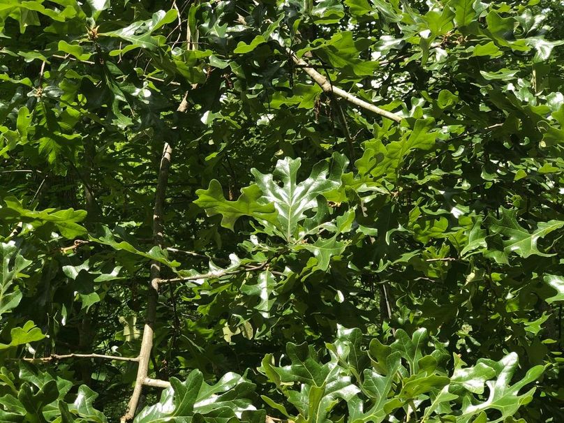 F8d587fd-b4d0-44e2-b4b0-c1544f2d333b 1 105 c