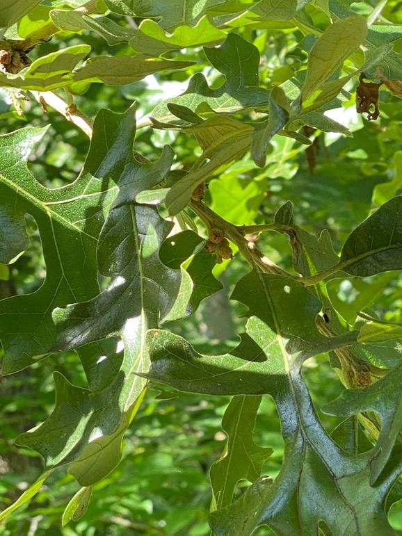 Fb66b69f-b989-4757-95c5-d79c147d082d 1 105 c