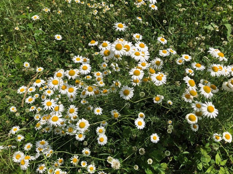 5578fa97-599f-44d4-a2f4-51461e793a0d 1 105 c