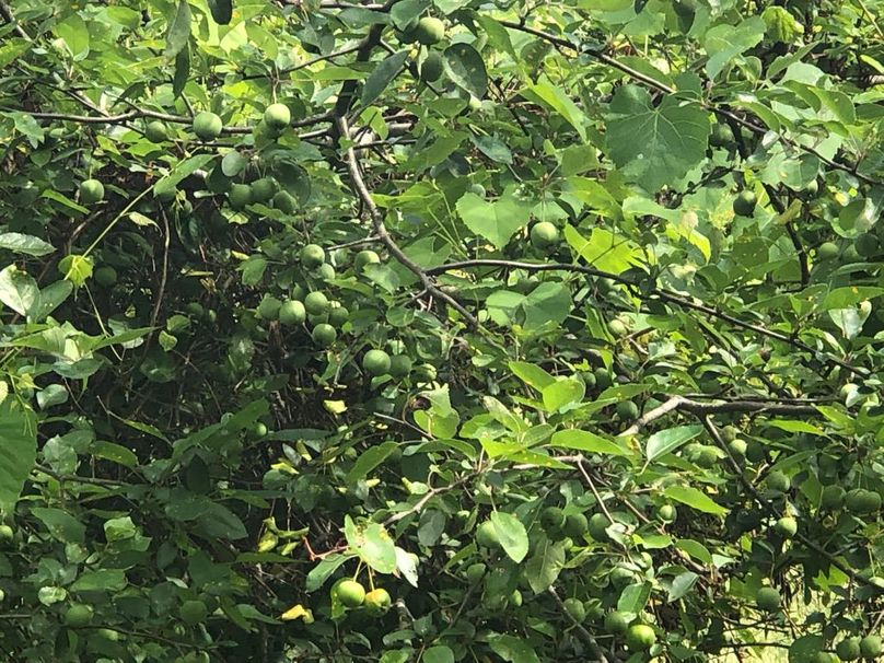 58e6a245-accd-4241-95a3-7fc184368e16 1 105 c