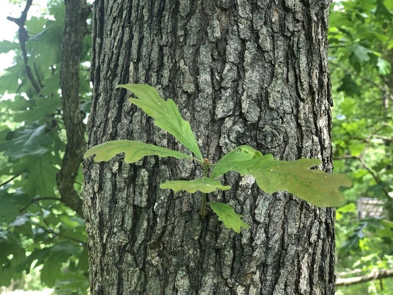 7c63dfda-53d0-47f0-bbba-3b22aef2b208 1 105 c