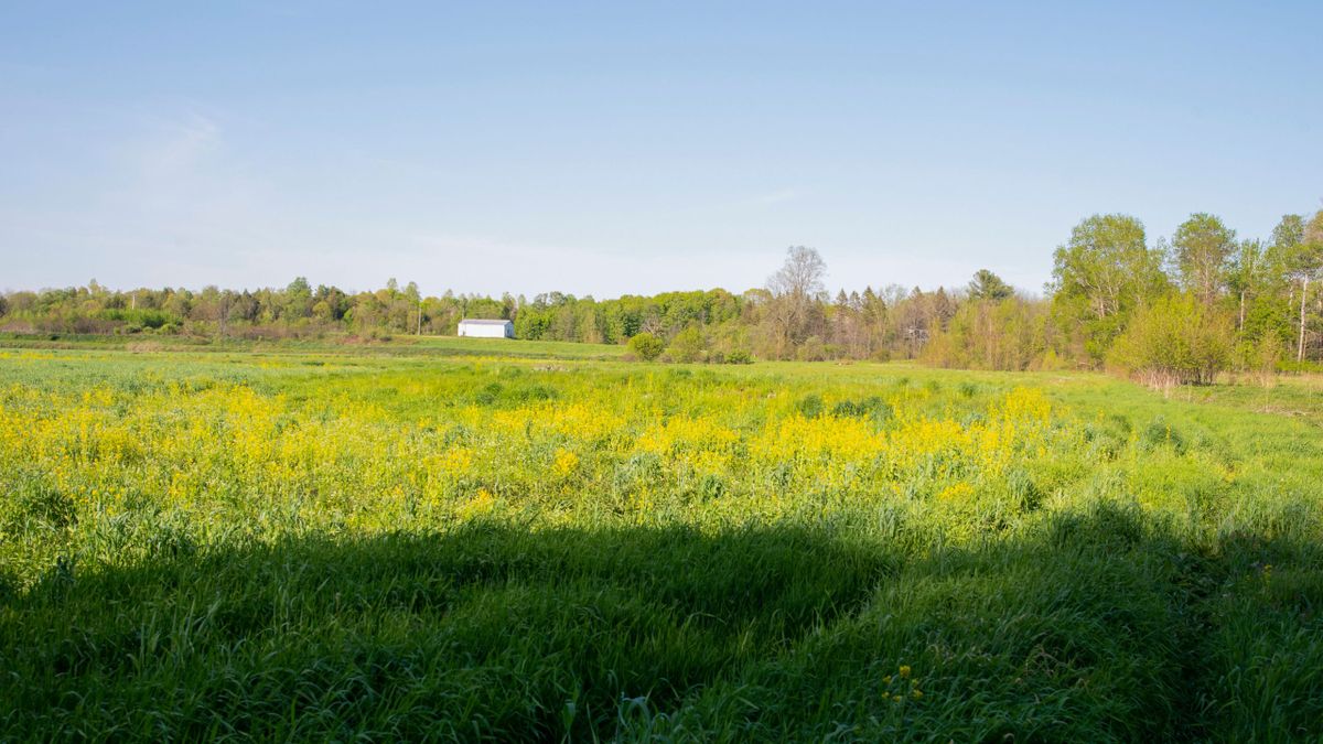 Affordable Oswego County Small Tract Muck Farm Whitetail Properties