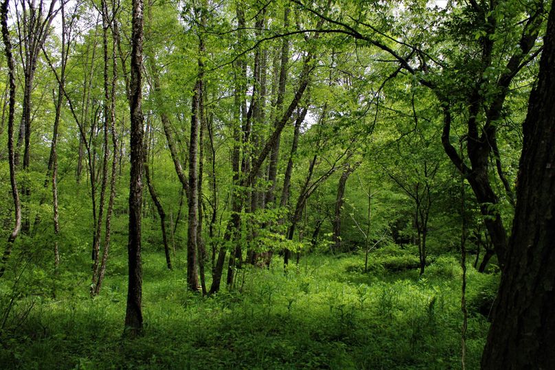 002 gorgeous bottom along the creek edge