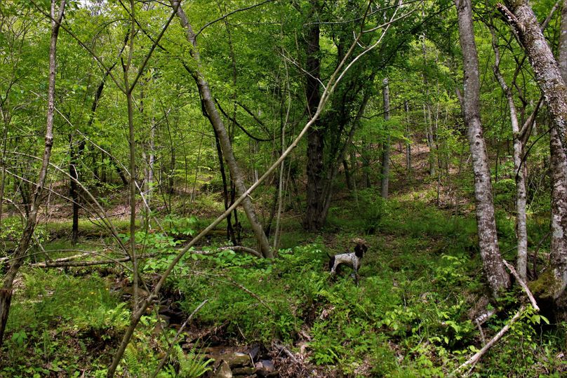 007 field assistant ely showing off another of many streams and internal road structure