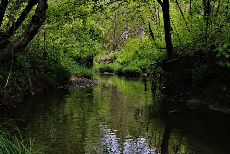 004 nice still waters of the stream feeding roaring paunch creek