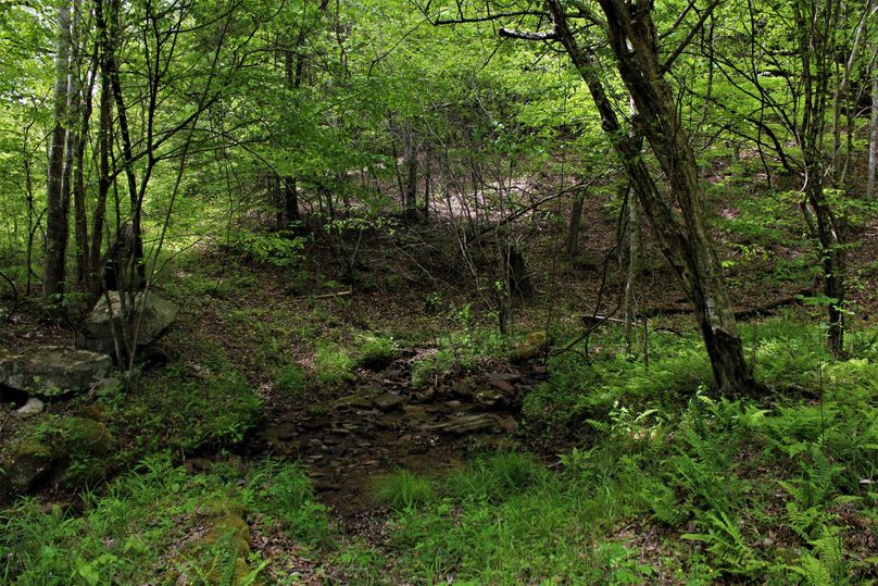006 another nice stream feeding the creek system