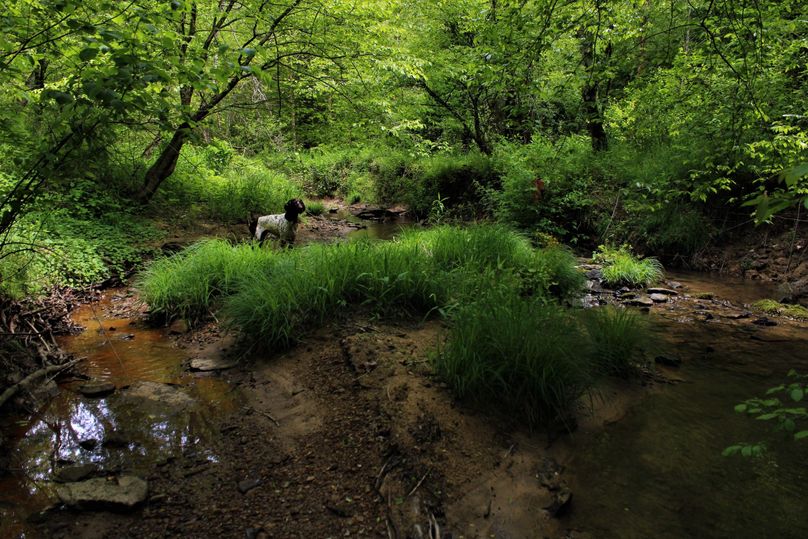 009 cool shot of a split in the stream