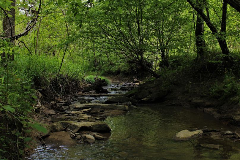 013 nice stream feeding the creek system
