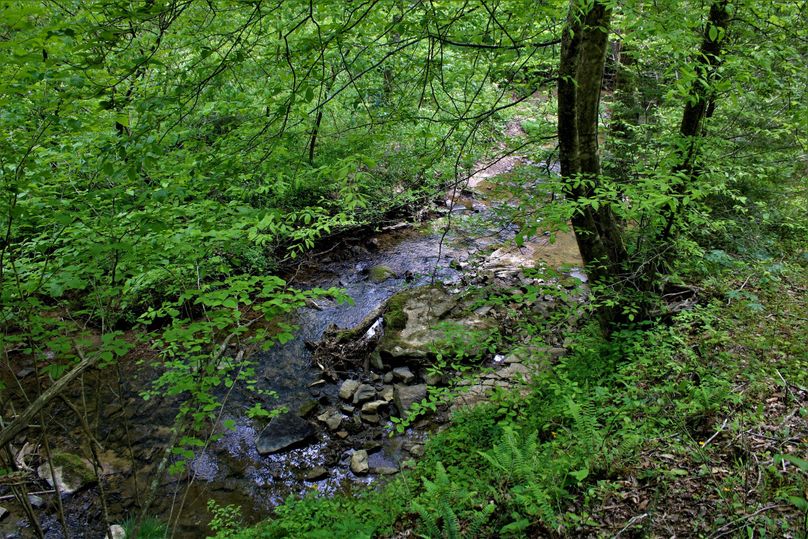 010 roaring paunch creek at its finest