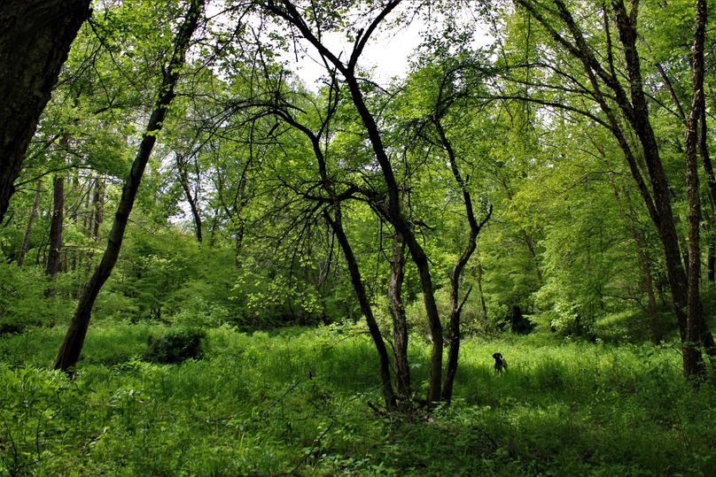 011 nice flat land along the stream edge