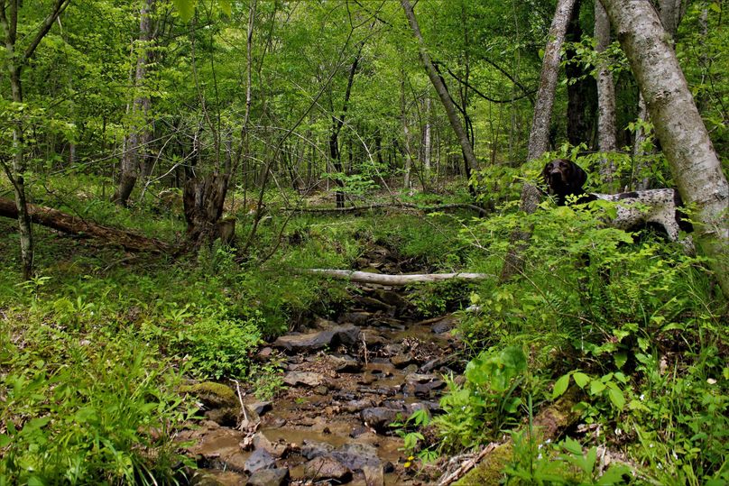 012 field assistant ely finding yet another of many streams