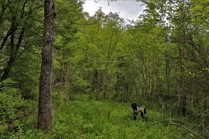 017 nice flat buildable area above the main stream