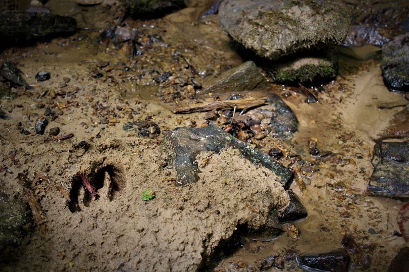 015 good signs of deer and other wildlife