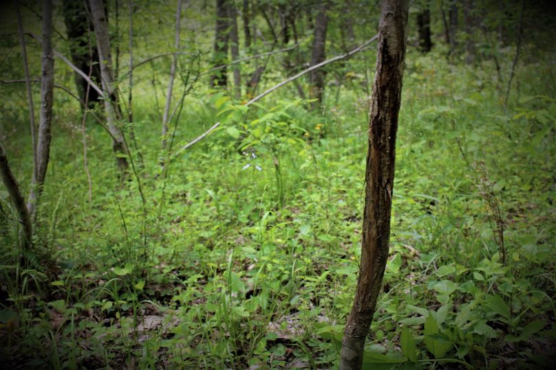 016 old rub from a cruising buck