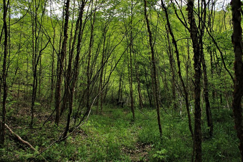 023 pre existing roads in the property